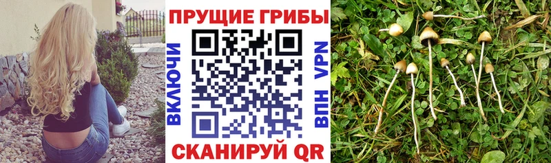 Галлюциногенные грибы Psilocybine cubensis  где можно купить   Скопин 